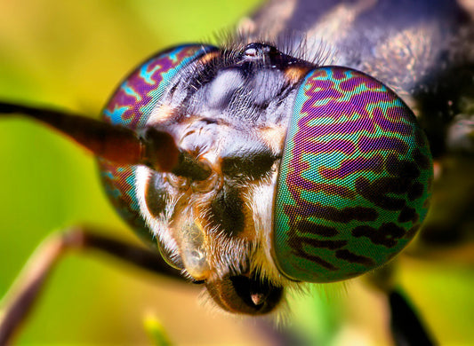 mosca soldado negra, hermetia illucens