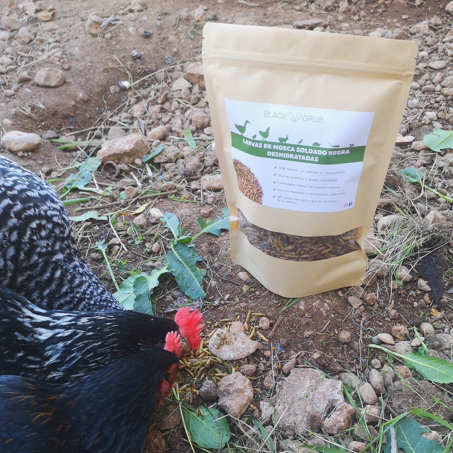 gallinas comiendo larvas de mosca soldado