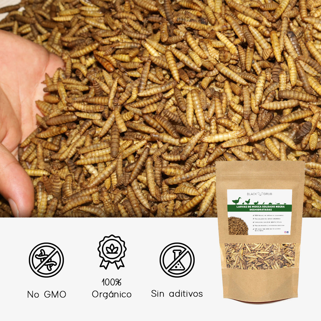 comprar larvas de mosca soldado negra