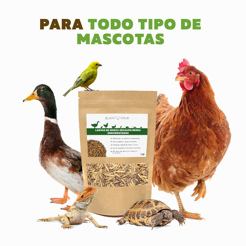 larvas de mosca soldado negra para gallinas, patos, reptiles, tortugas y aves
