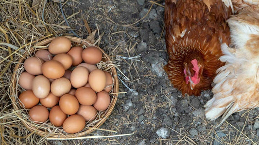 ¿Por qué tus gallinas han dejado de poner huevos? Las 10 razones detrás de este cambio