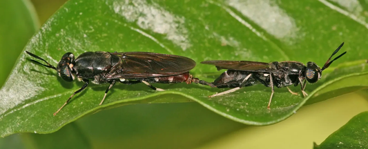 Hermetia illucens apareándose
