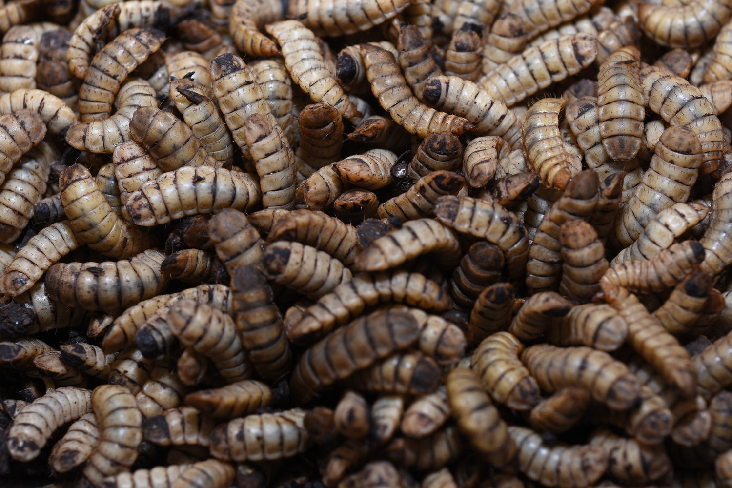larvas de mosca soldado negra vivas, alimento para mascotas, suplemento para animales
