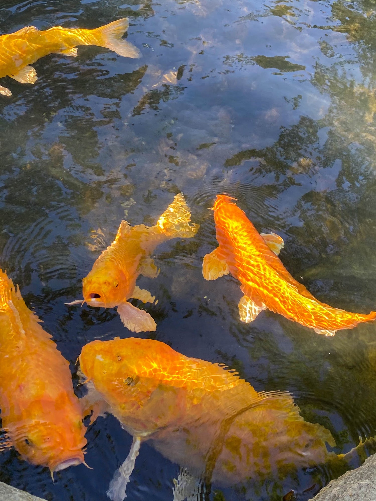 peces koi en un estanque